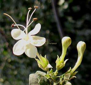  Dichasial cyme